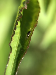 Insecta