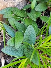 Drimiopsis
