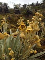 Espeletia grandiflora