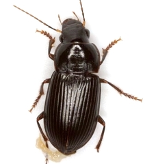 Notiobia maculicornis