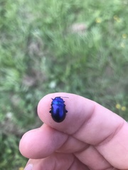 Chrysolina coerulans