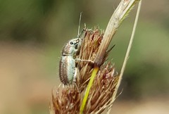 Aosseterus melancholius