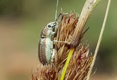 Aosseterus melancholius