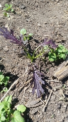 Brassica oleracea acephala