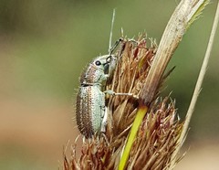 Aosseterus melancholius