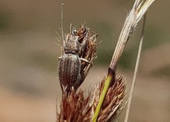 Aosseterus melancholius