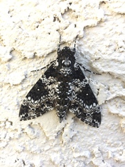 Manduca rustica