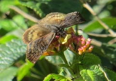 Theagenes dichrous
