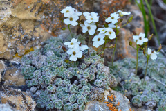 Draba ossetica