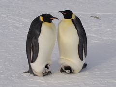 Aptenodytes forsteri