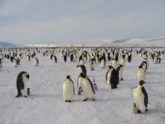 Aptenodytes forsteri