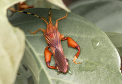 Spathophora
