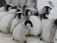 Aptenodytes forsteri