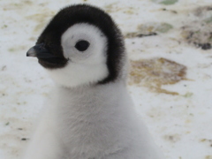 Aptenodytes forsteri