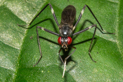 Rainieria