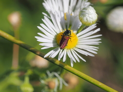 Anthaxia cichorii
