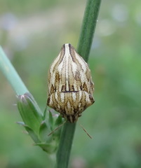 Odontotarsus