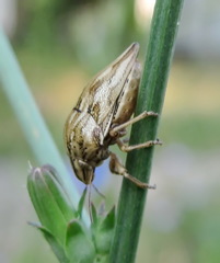 Odontotarsus