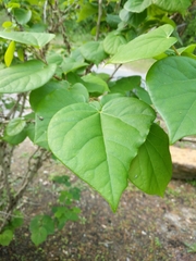 Cercis canadensis