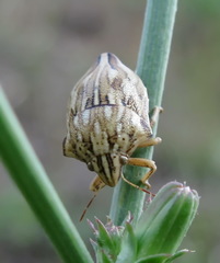 Odontotarsus