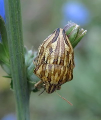 Odontotarsus