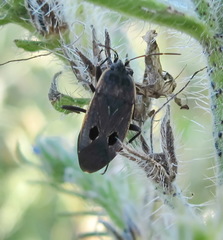 Graptopeltus validus