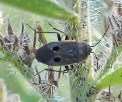 Graptopeltus validus