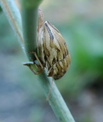 Odontotarsus