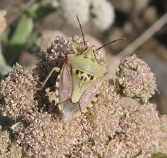 Carpocoris coreanus