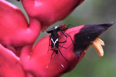 Leptoscelis militaris