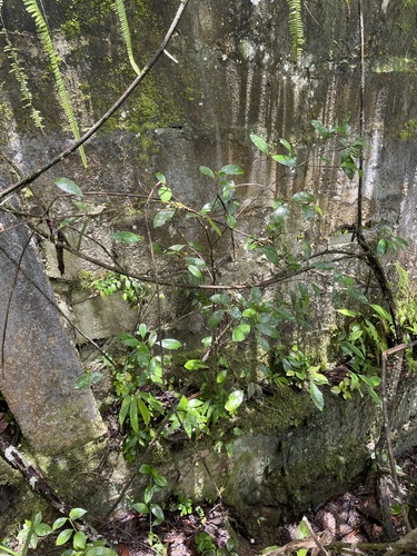 Erythroxylum ulei, 2021-10-28