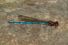 Argia limitata