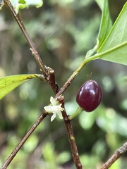 Erythroxylum ulei