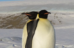 Aptenodytes forsteri