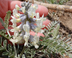 Sophora nuttalliana