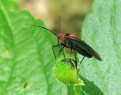 Capsodes bicolor