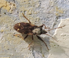 Eremocoris podagricus
