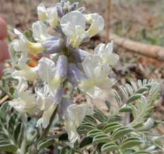 Sophora nuttalliana