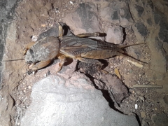 Neocurtilla
