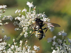 Gorytes quinquecinctus