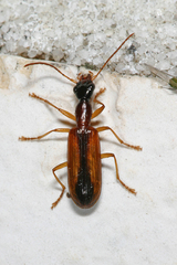 Leptotrachelus dorsalis