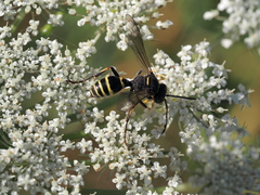 Gorytes quinquecinctus
