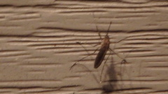 Aedes trivittatus