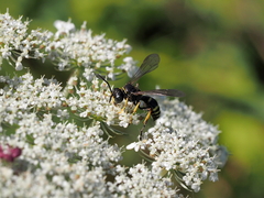 Gorytes quinquecinctus