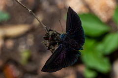 Ephyriades arcas