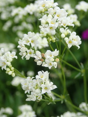 Galium glaucum