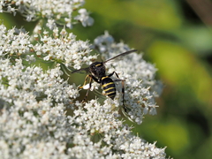 Gorytes quinquecinctus