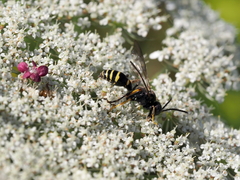 Gorytes quinquecinctus