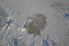 Aptenodytes forsteri