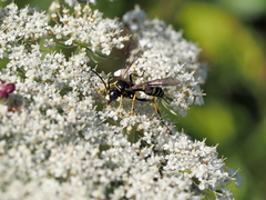 Gorytes quinquecinctus